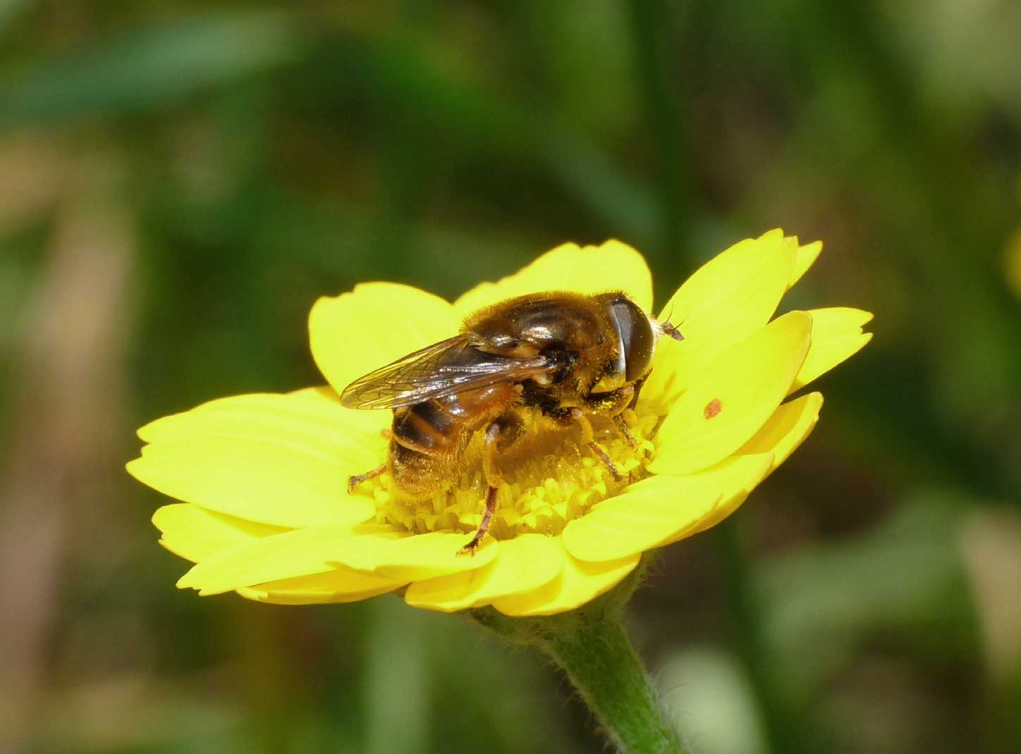 Merodon?